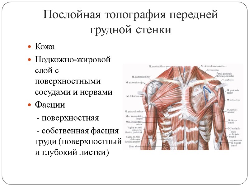 Послойная топография передней грудной стенки Кожа Подкожно-жировой слой с поверхностными сосудами и нервами Фасции